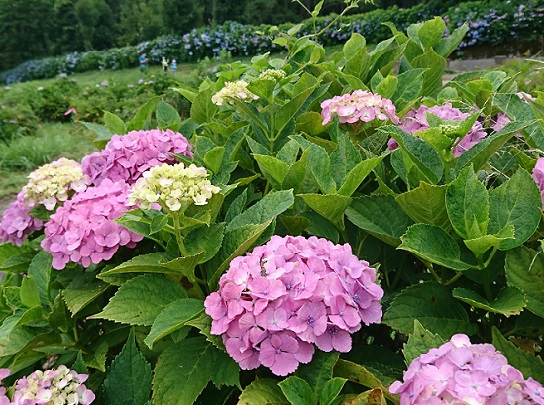 もりかわ農場 もりかわ農場