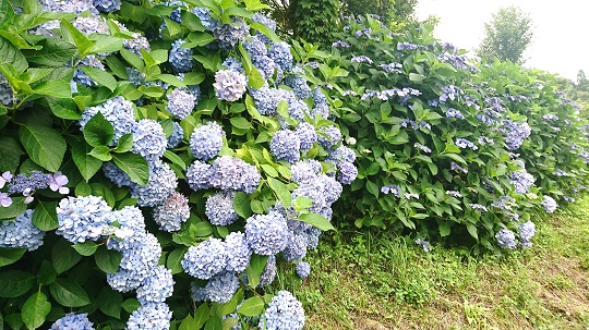 もりかわ農場 もりかわ農場